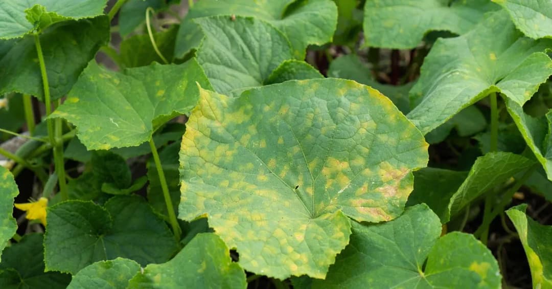 Ile można zarobić na ogórkach? Sprawdź, co wpływa na zyski